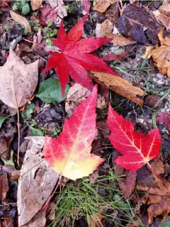 image-slider-with-thumbnail6.jpeg